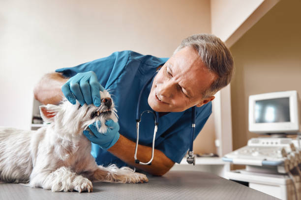 Best Pediatric Emergency Dentist in Sparta, NC